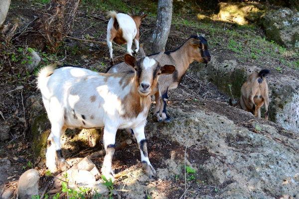 מלון Agriturismo La Sorgente Di Nepi מראה חיצוני תמונה